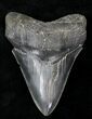 Serrated Megalodon Tooth #21731-1